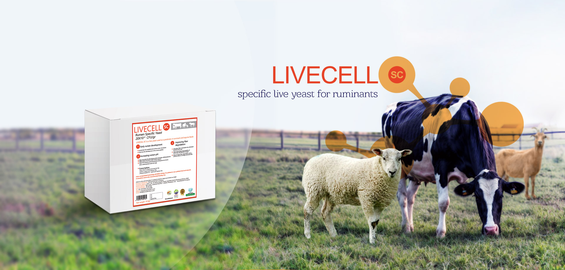 live specifide yeast for ruminants