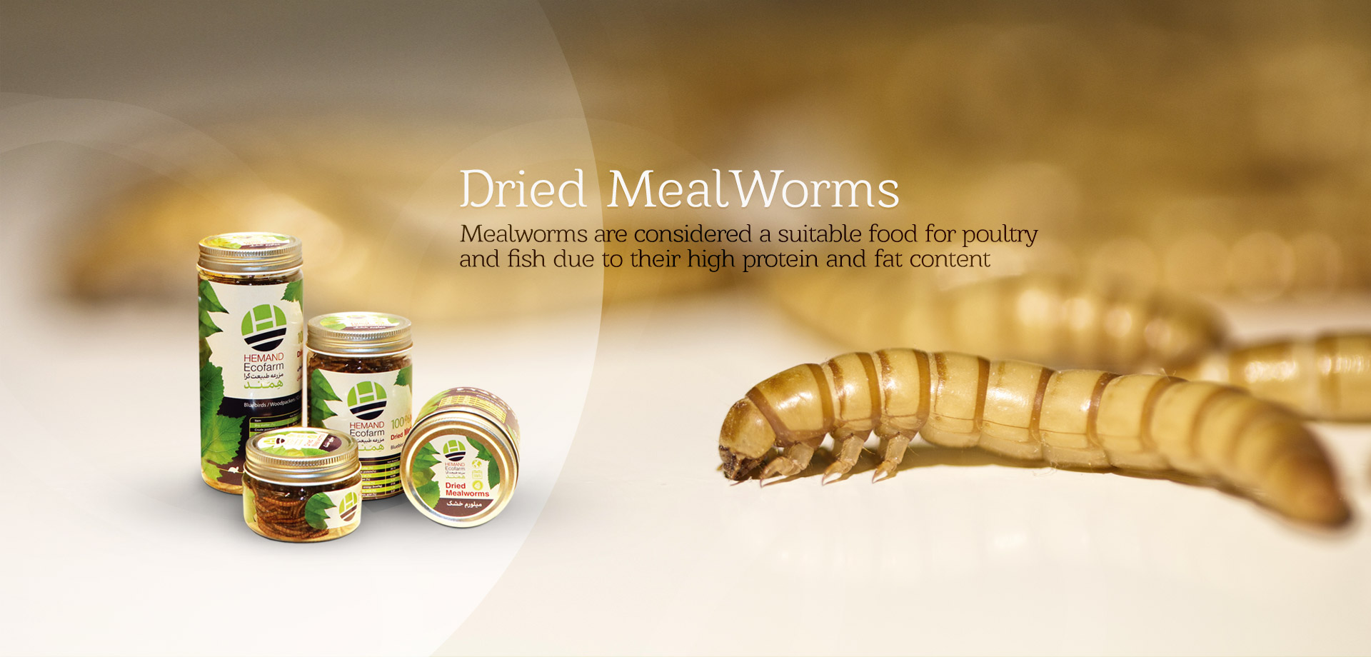 mealworm