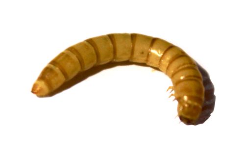 Mealworm